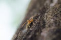 Red Ant In Green Nature