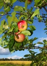 Red Apples In Garden