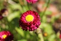 Red bellis perennis