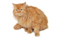 Red Cat Isolated On White Back...