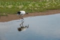 Red-crowned Crane Zhalong Wetl...