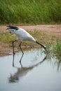 Red-crowned Crane Zhalong Wetl...