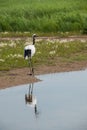 Red-crowned Crane Zhalong Wetl...