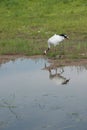 Red-crowned Crane Zhalong Wetl...
