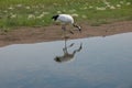 Red-crowned Crane Zhalong Wetl...
