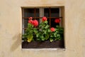 Red Flowers In Window