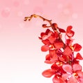 Red Orchid Flowers