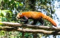 Red Panda In Nature
