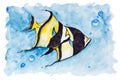 Red sea banner fish heniochus intermedius isolated handmade watercolor painting illustration on a white paper art background Royalty Free Stock Photos