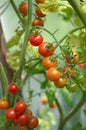 Tomatoes In The Garden