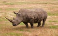 Rhino In Nature