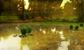 Rice field in the morning