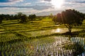 Rice field with sun ray