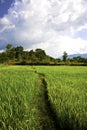 Rice field with sun ray