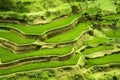 Rice terrace in Bali