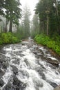 River In A Forest