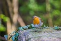 Robin Bird