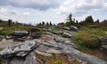 Rocky path through sand myrtles in the mountains high altitude myrtle shrubs appalachian Stock Photos