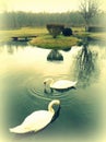 Romantic Garden With Swans