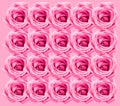 Rose Background