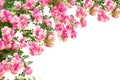 Rose Flowers Isolated On White...