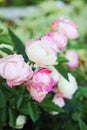 Rose Pink Flower In The Nature