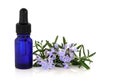 Rosemary Herb Essence And Flow...