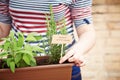 Rosemary Plant On Urban Garden
