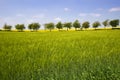 Row Of Trees