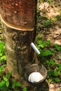 The rubber that come out from tree