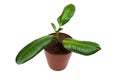 Rubber Plant On White Background