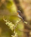 A Rufous-breasted Chat-tyrant