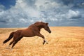Running Horse