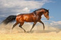 Running Horse In The Desert