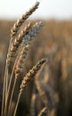 Rye Ears, Nature Background
