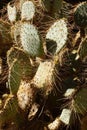 Sabra prickly pear cactus