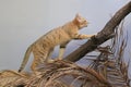 Sand Cat