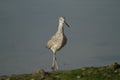 Sandpiper Bird