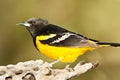 Scott's Oriole