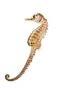 Sea Horse