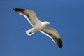 Seagull in flight