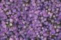 Seamless Flowers Pattern