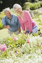 Senior Couple Working In Garden