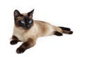 Siamese Cat