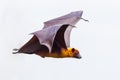 Side view of flying male Lyle's flying fox