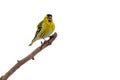 Singing Bird