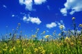 Sky With Flowers