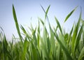 Sky Grass