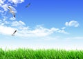 Sky Grass Bird