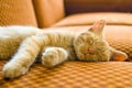 The Sleeping Cat